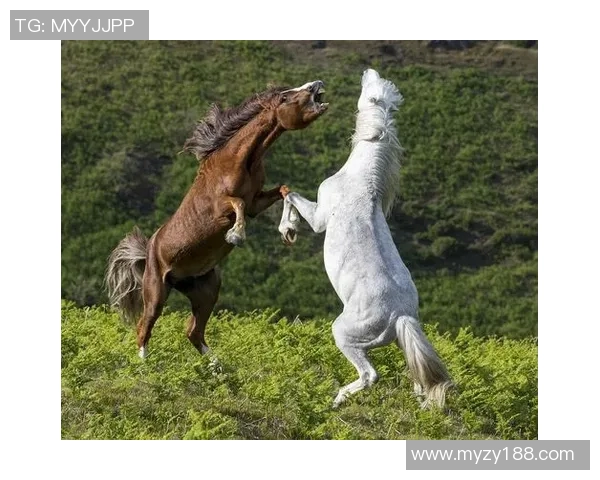 阿特拉斯与野马的激烈对决揭示足球战术与团队精神的较量